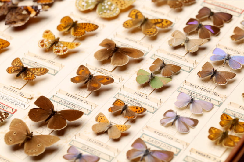 dorset-museum-objects-Cyril-Days-butterfly-collection