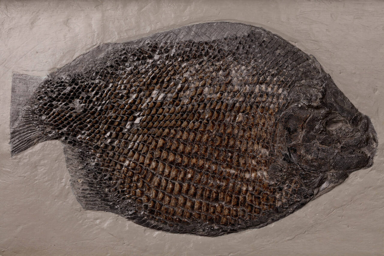 dorset-museum-objects-Fish-(Dapedium-sp)