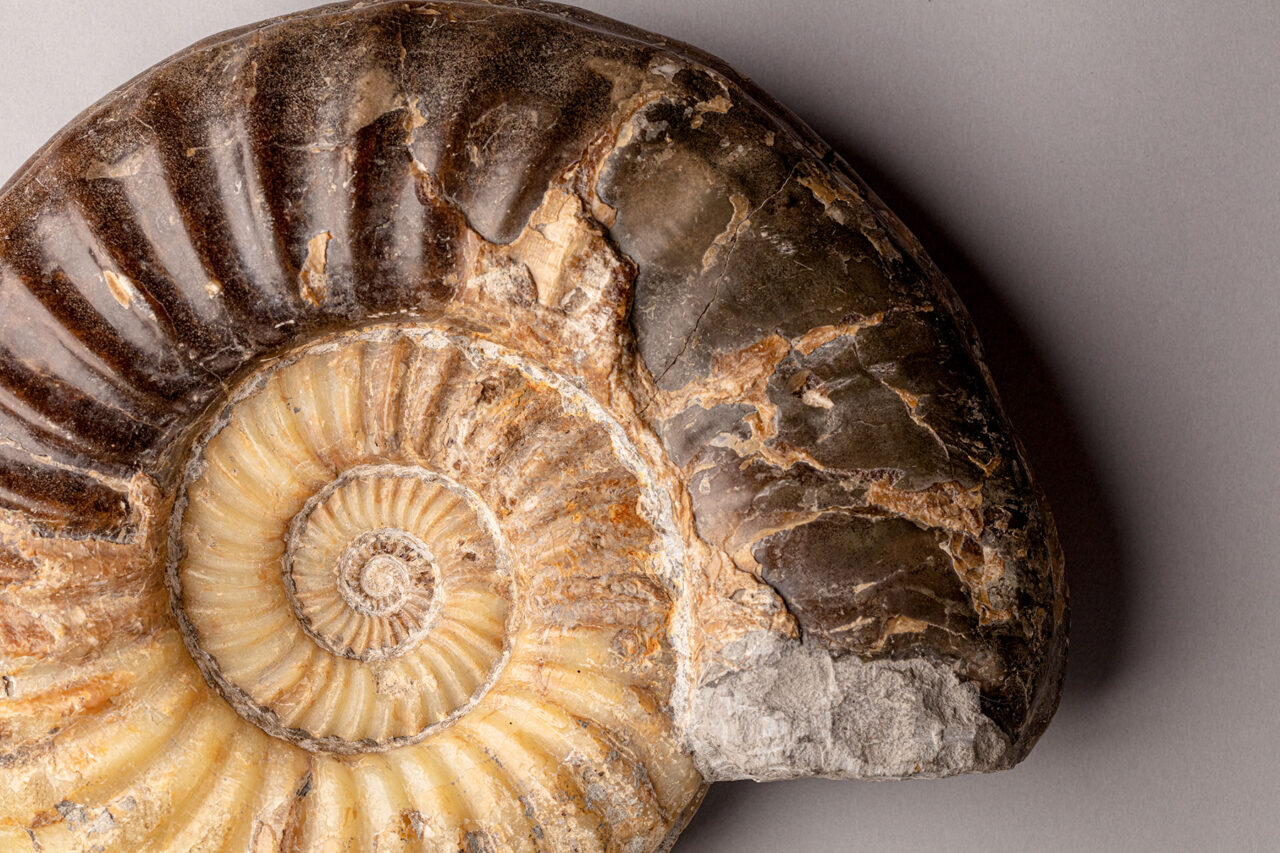 dorset-museum-objects-Star-ammonite