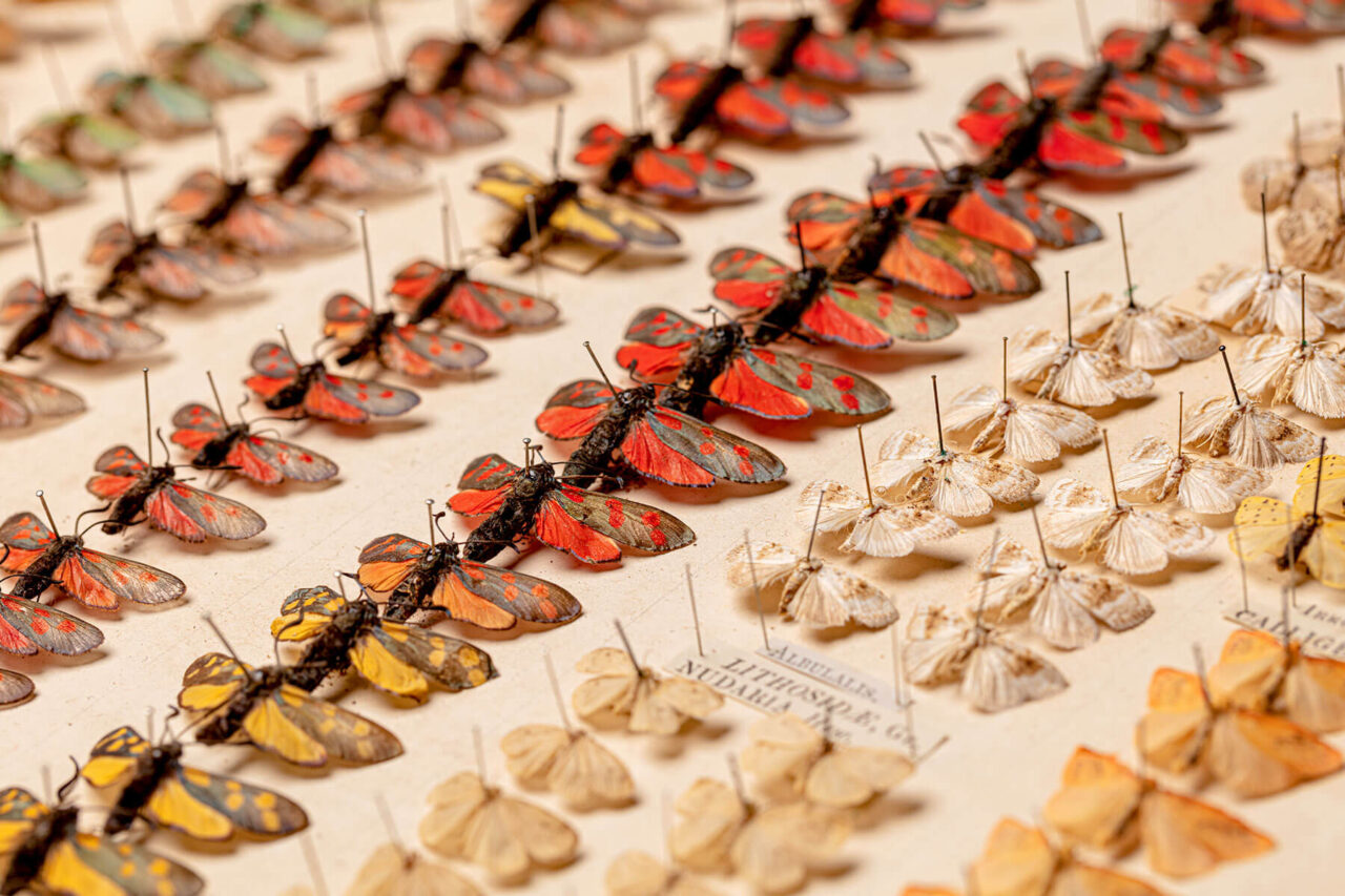 dorset-museum-entomology-collection