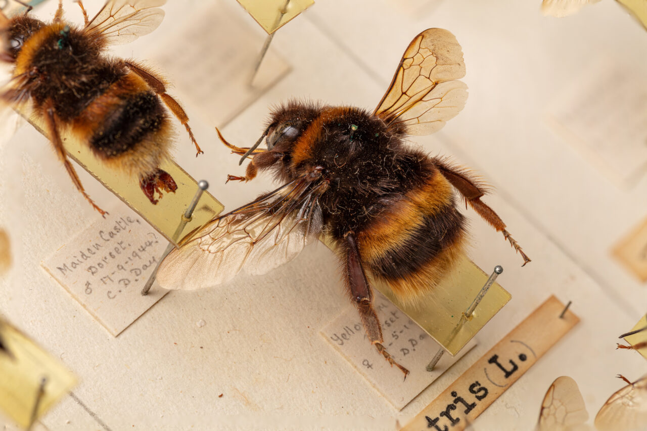 Cecil Day’s Bee Specimens