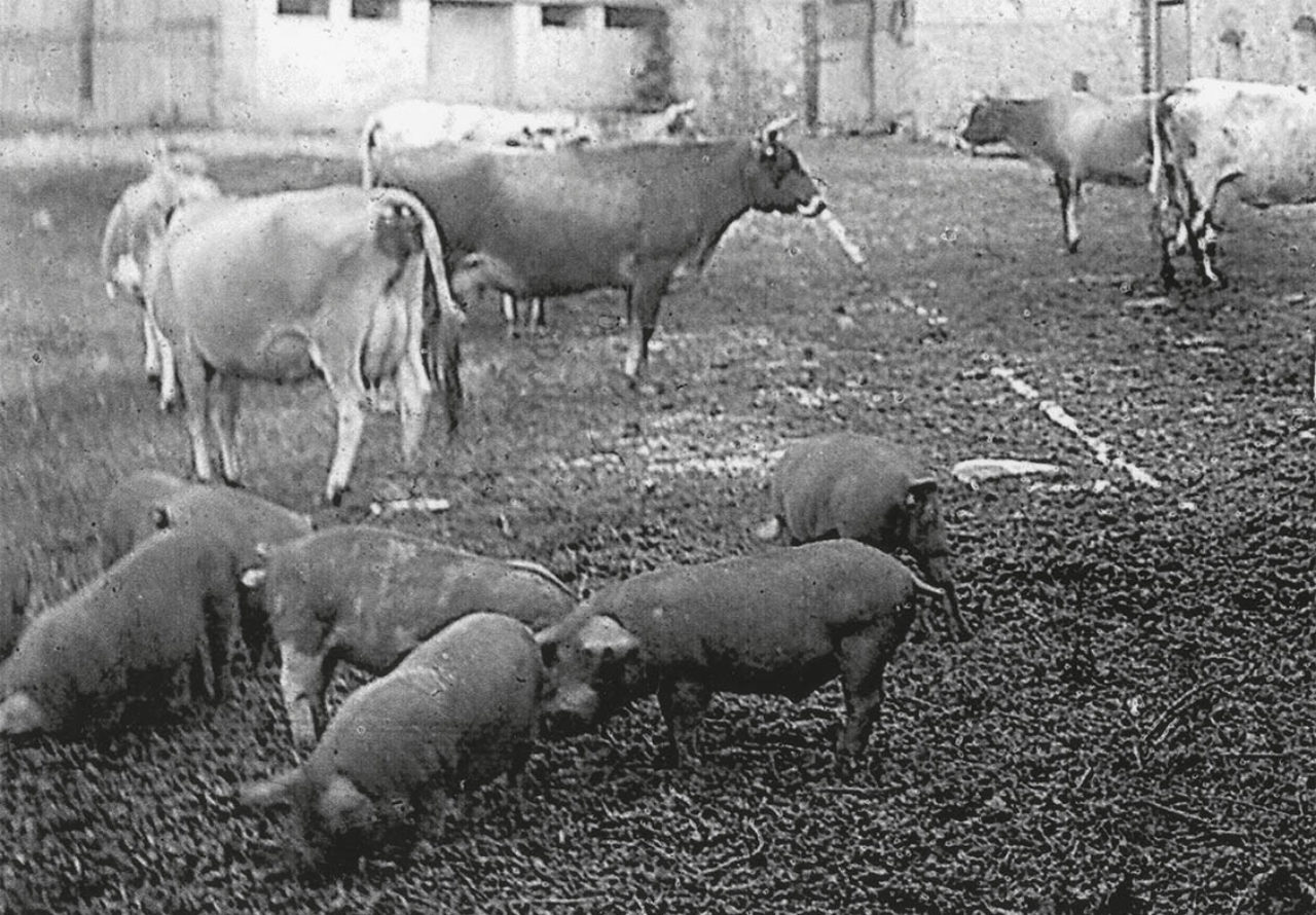 Pigs and dairy cattle in the yard at West Stafford