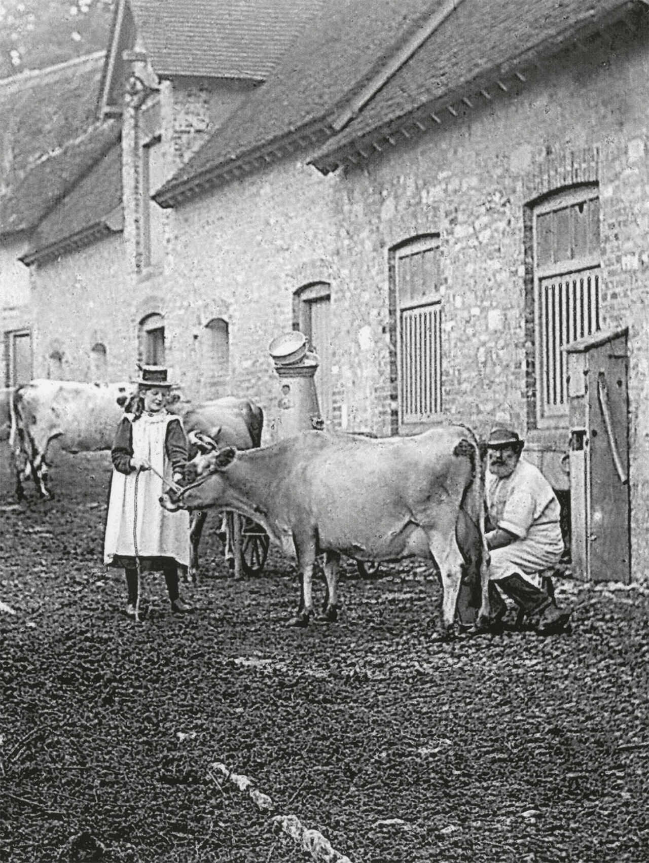 Milking in a West Stafford farmyard