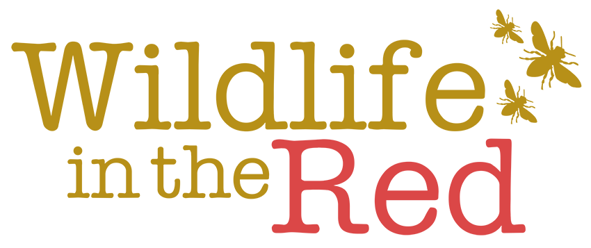 https://www.dorsetmuseum.org/wp-content/uploads/2021/05/Wildlife-in-the-Red-Logo.png