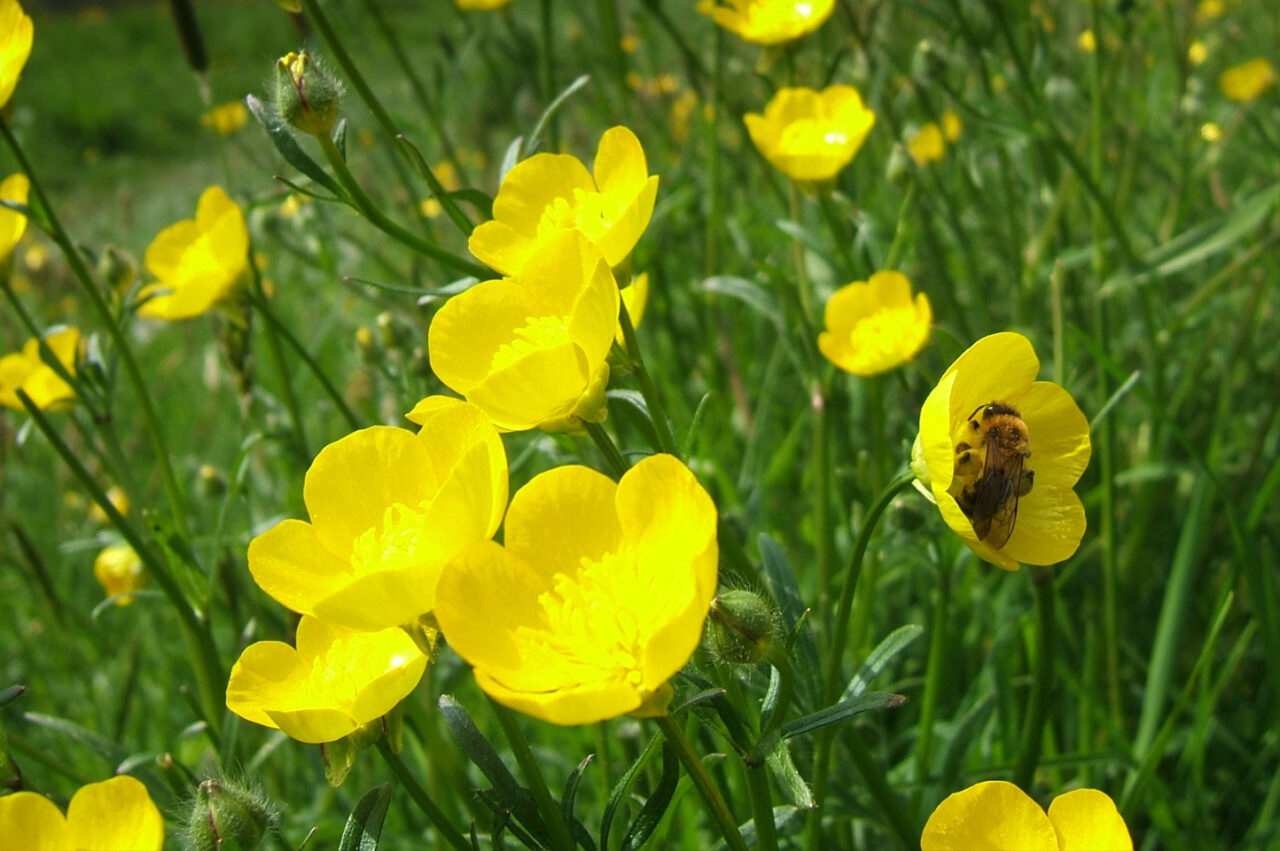 Bee and Buttercups Jonathan North © 2020