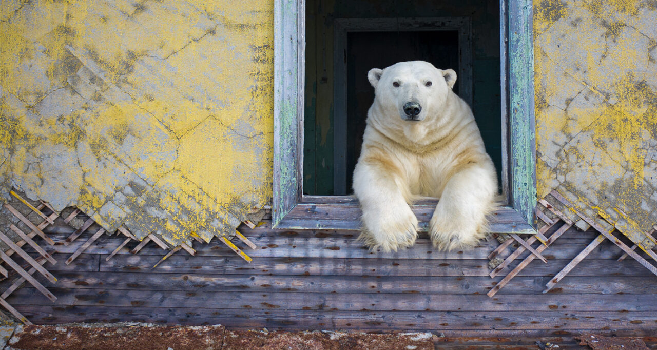 Polar Frame © Dmitry Kokh, Wildlife Photographer of the Year