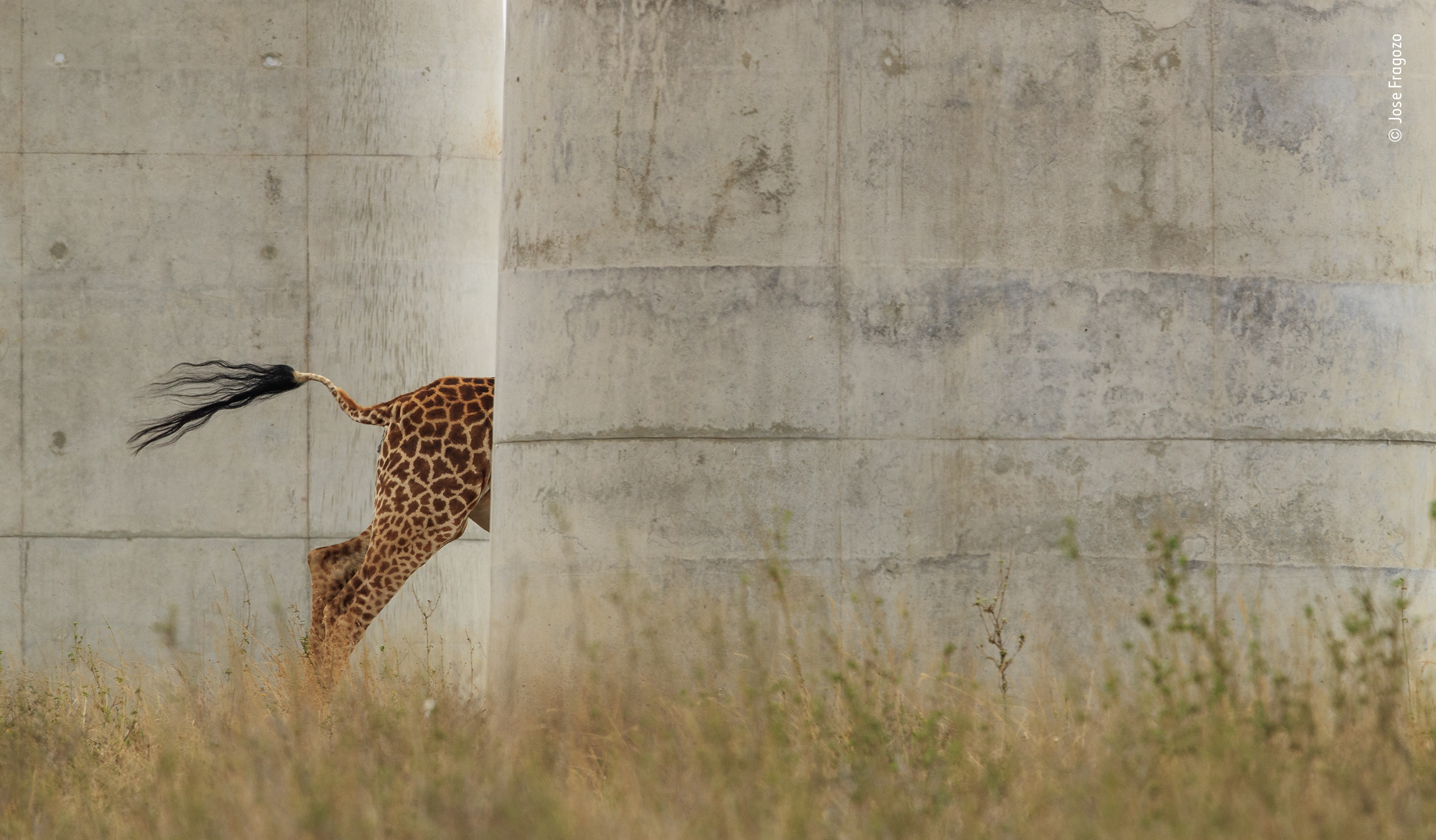 Running Giraffe © Jose Fragozo, Wildlife Photographer of the Year