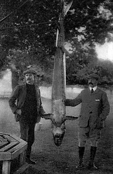 Major Radclyffe (right) and his Gillie with the 230lbs. Sturgeon, caught by the Major near Bindon Abbey. The largest fish ever caught in fresh water in England. © DCM
