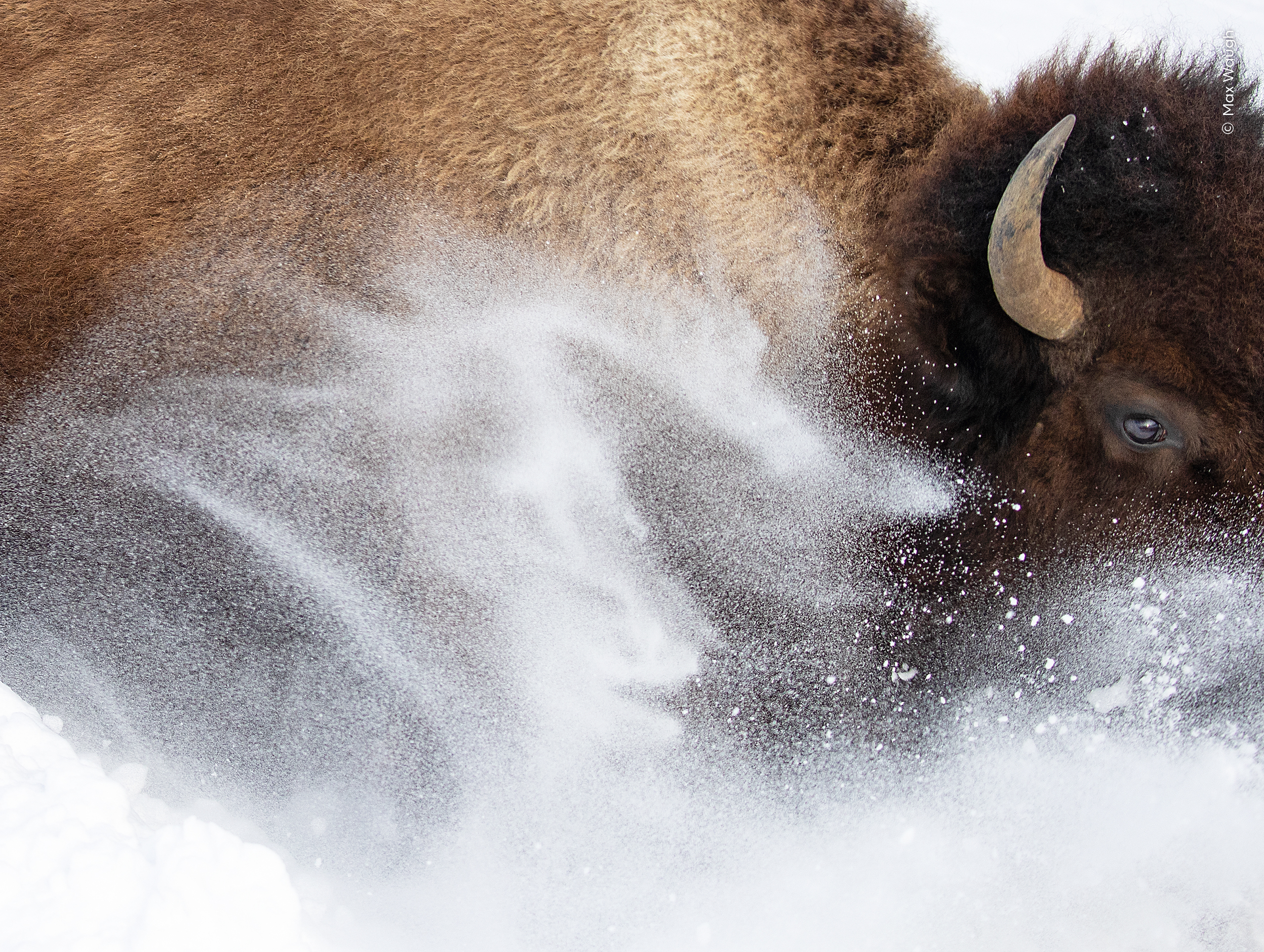 Snow Bison © Max Waugh Wildlife Photographer of the Year