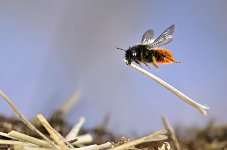 Mason Bee at Work © Solvin Zankl Wildlife Photographer of the Year