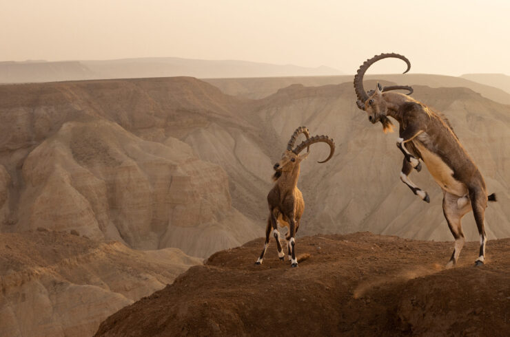 Life on the edge by Amit Eshel, Wildlife Photographer of the Year