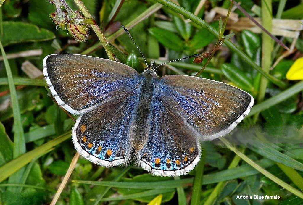 Horseshoe Vetch and the Adonis Blue